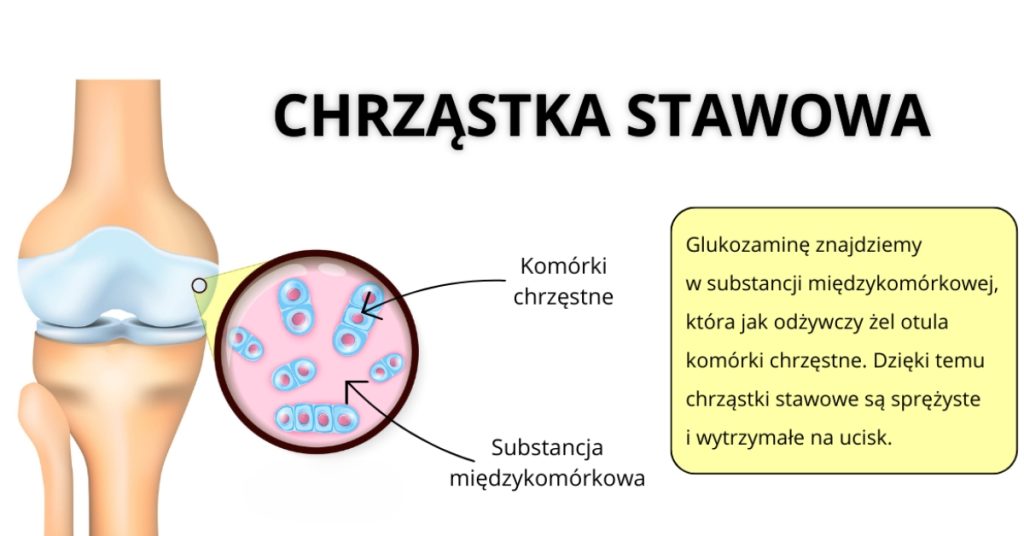 glukozamina w chrząstce stawowej